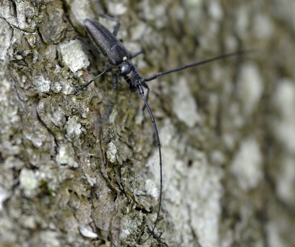 Monochamus sartor